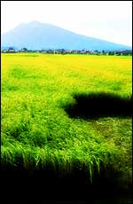 Mt. Iwaki & Rice Field